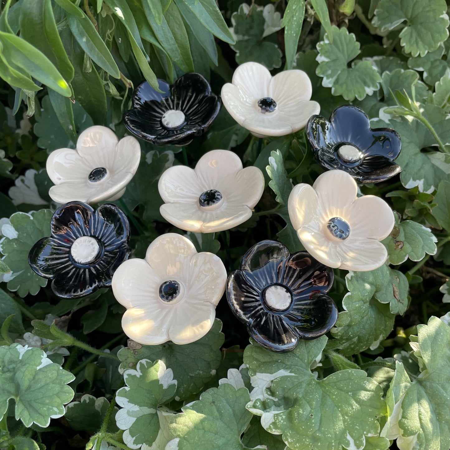 Svart-Vit Plommonblomma