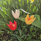 Tulpan